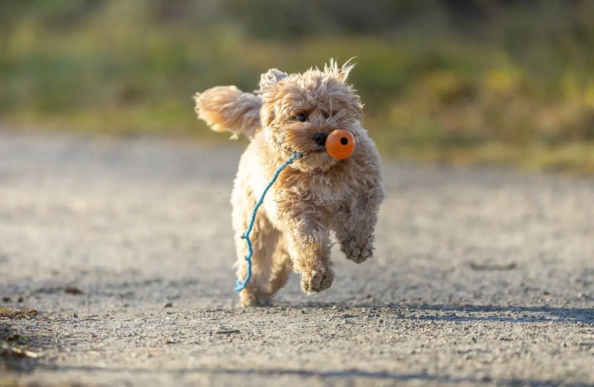 Mental Stimulation - Signs Your Dog Needs Daycare