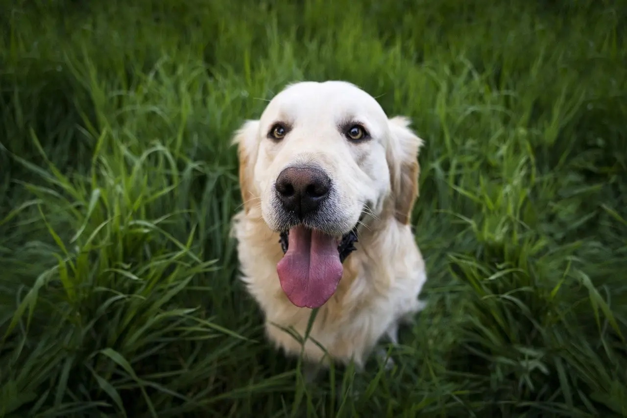 Brushing After a Bath - DIY Dog Grooming