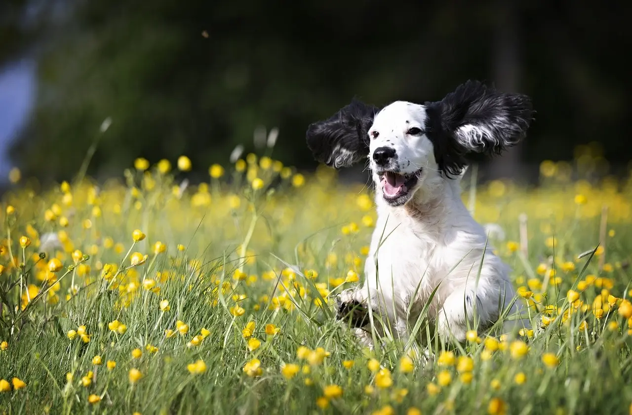 Too Many Grooming Tasks in One Session - DIY Dog Grooming