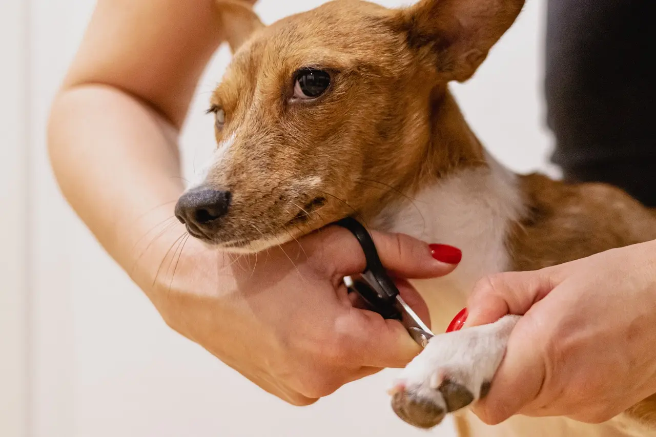 7 Times You Should Never Attempt DIY Dog Grooming