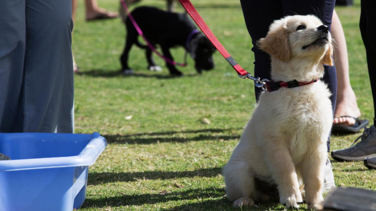 Puppy Training Classes - Palm Beach Dog Training