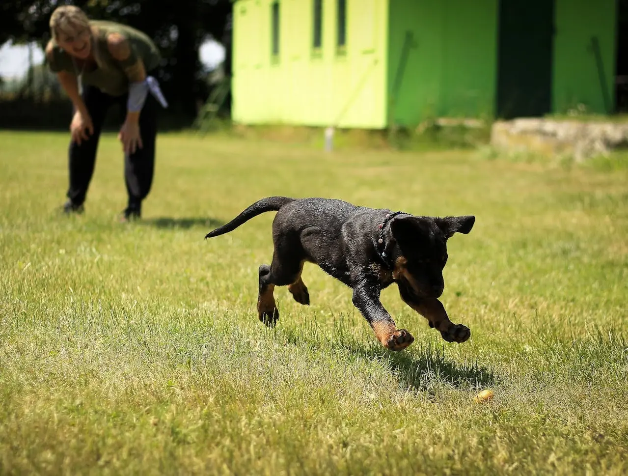 Conclusion - Signs Your Dog Needs Daycare