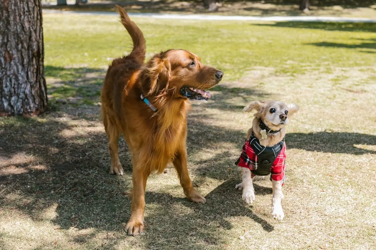 The Types of Play Dogs Enjoy - Signs Your Dog Needs Daycare