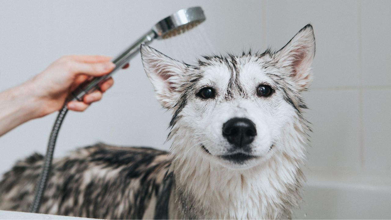 Bathing and grooming - Palm Beach Dog Grooming