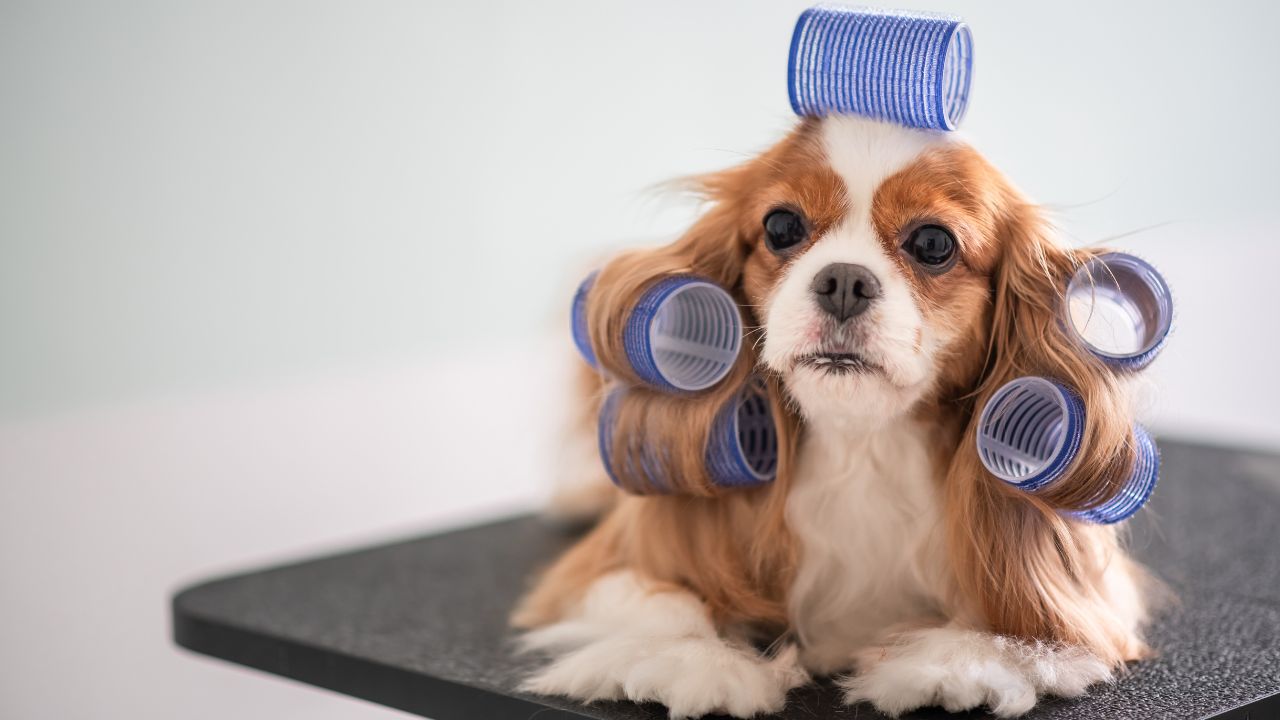 Benefits of a Professional Grooming Session - Palm Beach Dog Grooming