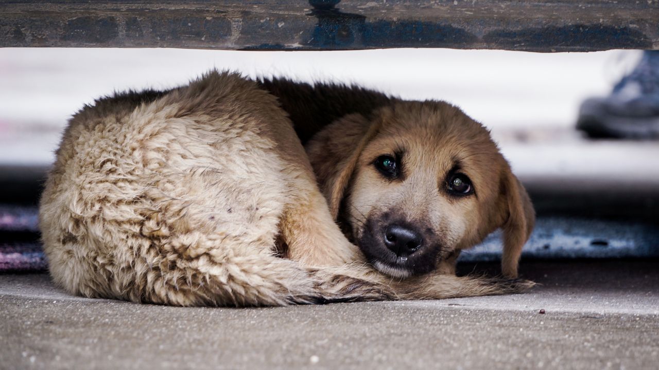 Dog Hotels for Homeless Dogs