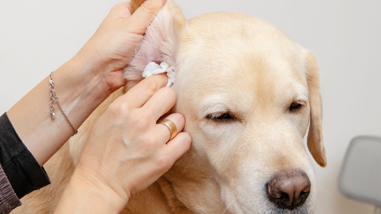 Ear cleaning - Palm Beach Dog Grooming