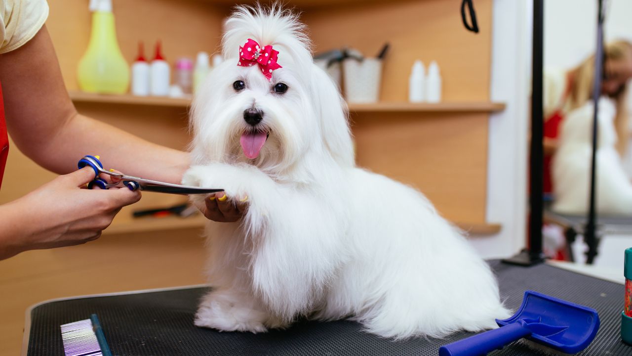 Grooming Sessions - Pet-Friendly Activities at our Palm Beach Dog Hotel