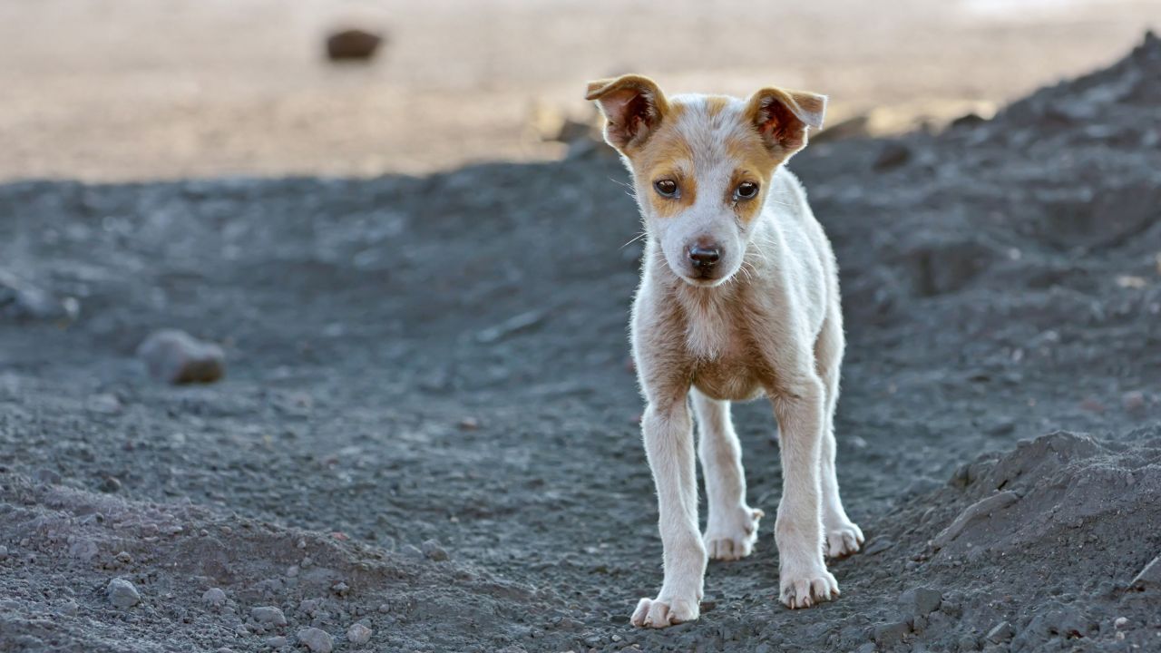 New England Humane Society Director Founded Hotel for Homeless Dogs