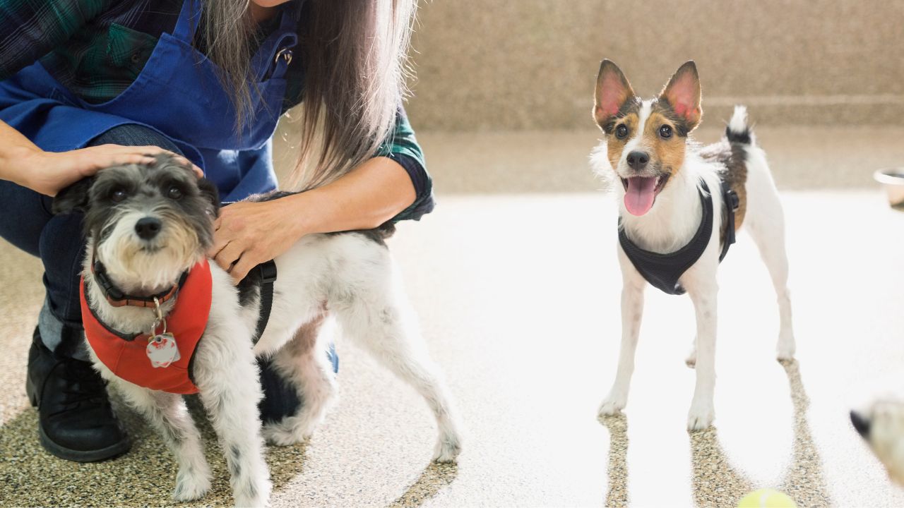 Obedience Classes - Pet-Friendly Activities at our Palm Beach Dog Hotel