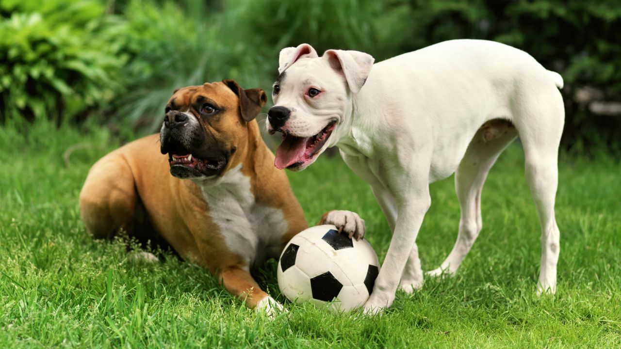 Playtime Sessions - Pet-Friendly Activities at our Palm Beach Dog Hotel