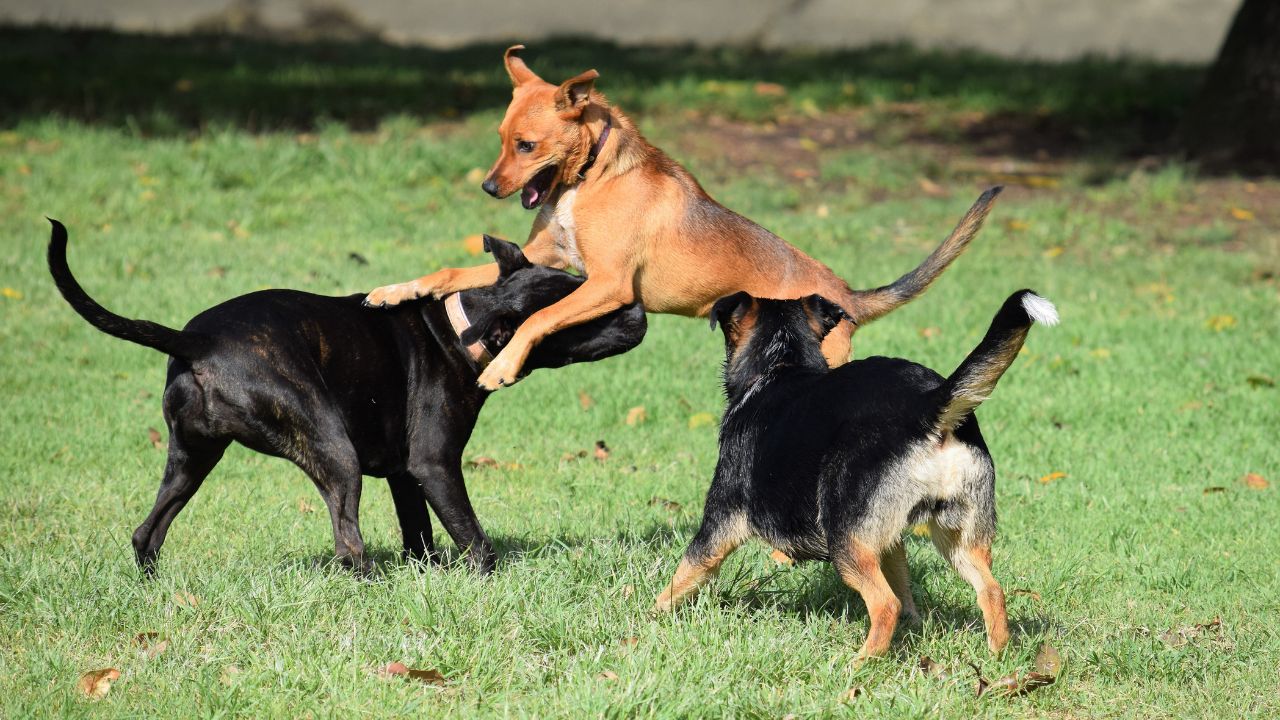 Socialization and Play - Dog Hotels