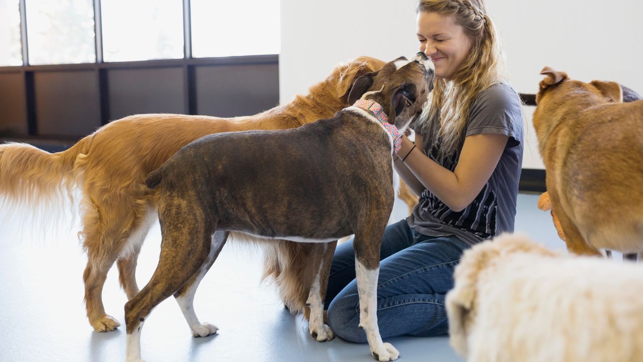 Socialization with Staff - Pet-Friendly Activities at our Palm Beach Dog Hotel