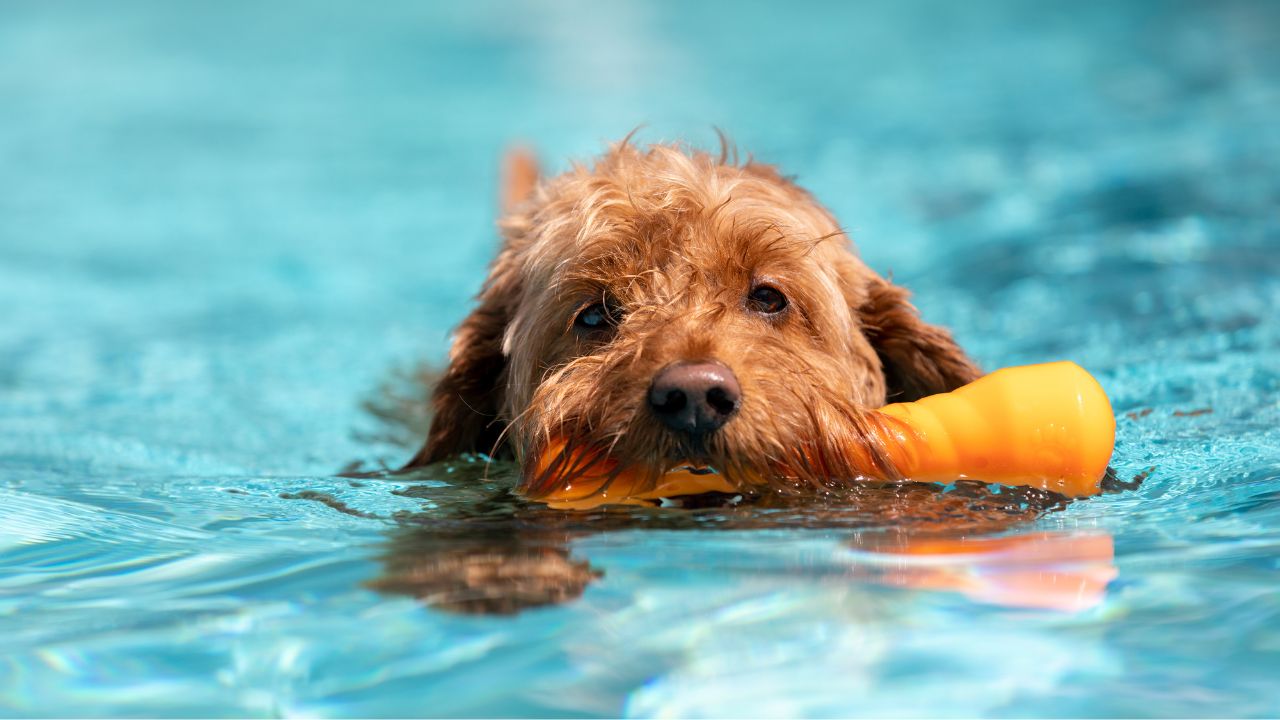 Swimming in a Dog Pool - Pet-Friendly Activities at our Palm Beach Dog Hotel