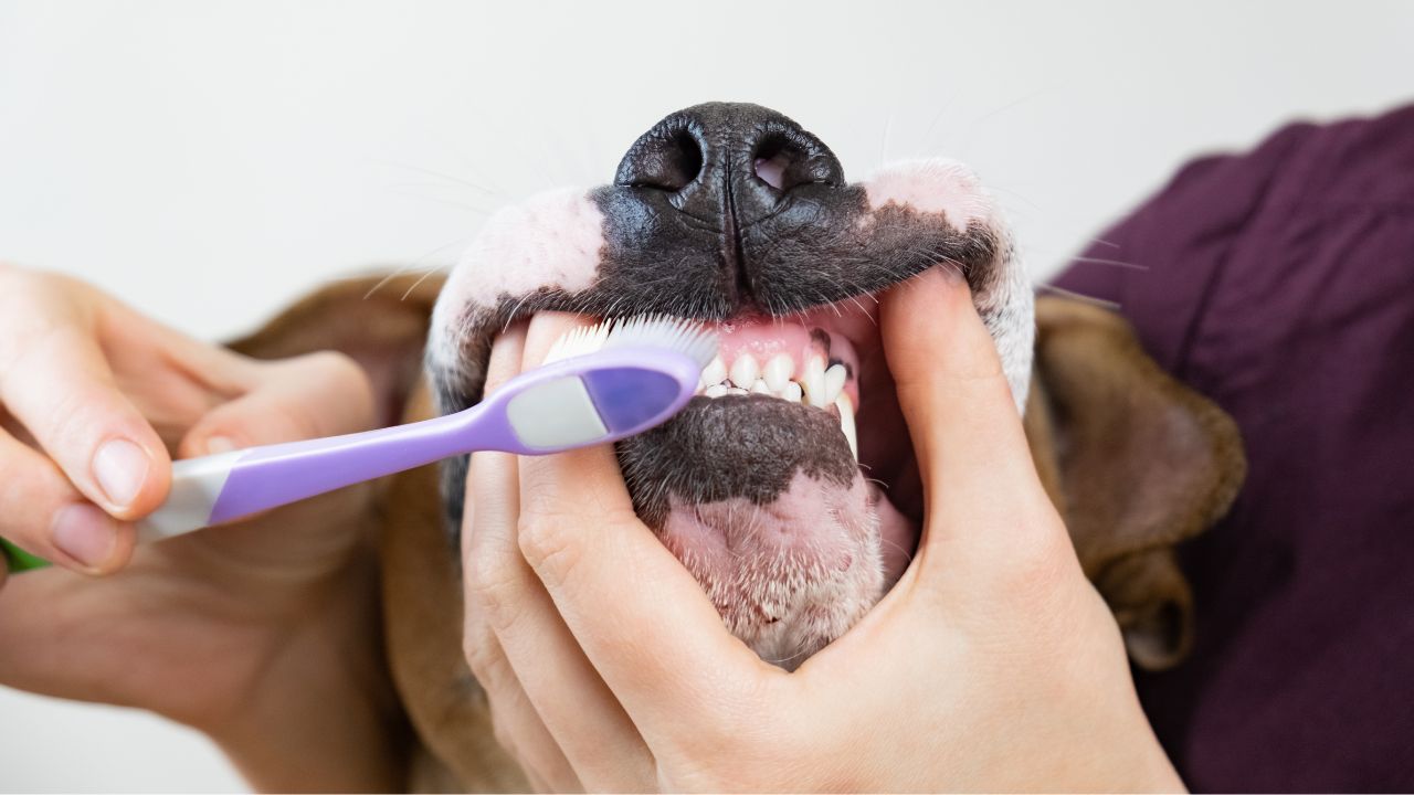 Teeth brushing - Palm Beach Dog Grooming