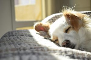 How to Spot a 5-Star Dog Hotel and Avoid the Duds