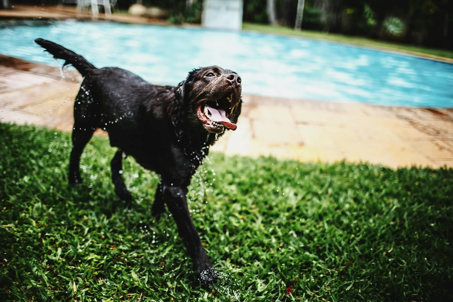 Overview of Very Important Paws - Palm Beach Dog Pool And Play Patio